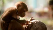 In Thailand sollen Makaken von klein auf lernen, für den Menschen auf hohe Palmen zu klettern und bereitwillig die geernteten Kokosnüsse abzugeben.