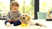 Labrador puppy with baby