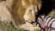 Ein Löwenmännchen hat sich dem Weibchen nach der Jagd angeschlossen und beansprucht den Riss für sich.
