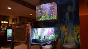 Pinball aquarium.