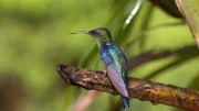 Im subtropischen Andenklima lockt die Blütenpracht Nektarschlürfer und Flugweltmeister an: Kolibris. (