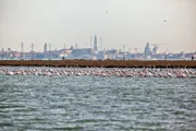 Die Lagune von Venedig ist europaweit der nördlichste natürliche Lebensraum für Flamingos.