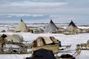 Kalte Heimat: 600 Kilometer nördlich des Polarkreises lebt das indigene Nomadenvolk der Nenzen.