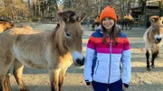 Das Füttern der Przewalski-Pferde gehört auch zu Annas Aufgaben als Zootierpfleger-Assistentin.