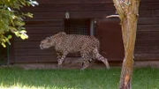 Das Gehege von Gepardin Malawi im Opel Zoo Kronberg wird aufgehübscht.