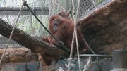 Orang Utan Dame Indah gewöhnt sich langsam an ihre neue Familie im Frankfurter Zoo.