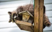Raccoon (Procyon lotor) on a bird feeder