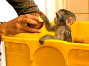 Der Hunger des kleinen Affen wird immer gerne gestillt - diesmal mit einem Apfel.