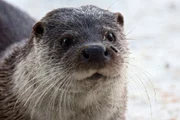 Otter haben keine dicke Fettschicht, aber ein extrem dichtes Fell, das sie im Winter vor Kälte schützt.