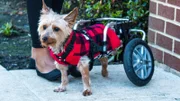 Twix is in the wheelchair.