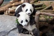 Ein Wiedersehen mit den Pandazwillingen Meng Meng und Jiao Qing von den Berlinern liebevoll Pit und Paule genannt. - Die Pandazwillinge Pit (vorne) und Paule (hinten)