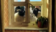 Beim Fensterputz bekommen die Schafe schnell wieder den Durchblick.
