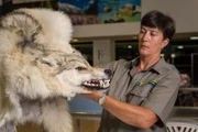 Australischer Grenzschutzbeamter mit einem Timberwolf-Fellteppich.