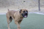 Angus rennt durch den Agility Park. (National Geographic)