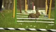 Die 23-jährige Rita hat ein außergewöhnliches Hobby: Sie bildet Kaninchen wie Hoppel, Maggie und Camilla zu Spring-Kaninchen aus, mit denen sie später an Turnieren teilnimmt. Die Kaninchen lernen, auf Kommando über Hindernisse zu hüpfen und durch einen Parcours zu hoppeln.