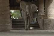 Elefant im Hotel