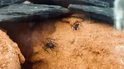 Anna lernt auch exotische Ameisen-Arten kennen: Die großen Camponotus fulvopilosus kommen aus Südafrika.