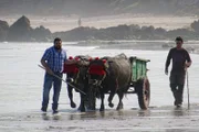 Tudanca-Rinder werden als Zugtiere am Strand trainiert. Im Gegensatz zu früher braucht man sie heutzutage kaum mehr als Lasttiere.
