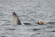 Zusammen mit dem Labrador-Rüden Ben schwimmt Solitärdelfin Duggie im Hafenbecken von Tory Island im Norden Irlands. Zwei Jahre hielt die Freundschaft, dann zog Duggie mit Artgenossen weiter.