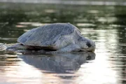 Eine Bastard-Olivschildkröte ist auf ihrem Rückweg ins Meer.
