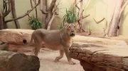 Löwin Zarina im Frankfurter Zoo freut sich auf ihren neuen Gefährten.
