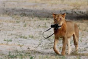 SRF DOK
Tierische Momente - Schräg und lustig
Junger Löwe mit Fotokamera
SRF/Marco Nagel