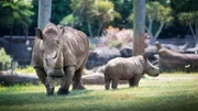 Baby rhino Carrie and his Mama Inyeti.