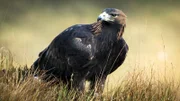Ein Steinadler sitzt stolz im Glenveagh-Nationalpark in Donegal, Irland. Steinadler werden etwa 20 Jahre alt. Im gut 16.000 Hektar großen Glenveagh-Nationalpark finden die Greifvögel eine Zuflucht.