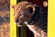 Die jungen Leoparden bei ihrem ersten Ausflug in die Wildnis.