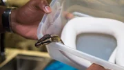 A snake is in a small container.