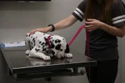 Keva the Dalmatian licking the table with the owner holding her leash.