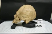 skull, archaeology