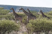 Eine Gruppe Giraffen im Etosha-Nationalpark. Der wilde Nationalpark liegt im Norden Namibias.