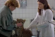 Dr. Susanne Mertens (Elisabeth Lanz) untersucht mit einem Tierpfleger (Komparse, l.) einen jungen Leoparden.