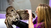 Nikki sitting in waiting room lifting up Miss Thangs left wing.