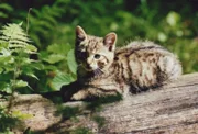 Eine junge Wildkatze im Nationalpark Bayerischer Wald.