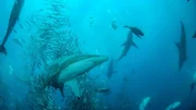 Schwarzspitzenhai unter einen Fischschwarm.