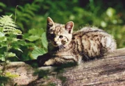 Bayerisches Fernsehen WELT DER TIERE, "Kleiner Tiger in bayerischen Wäldern", am Donnerstag (20.05.10) um 17:00 Uhr. Eine junge Wildkatze im Nationalpark Bayerischer Wald.