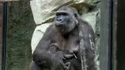 Das 14 Tage alte Gorillababy Xetsa im Frankfurter Zoo ist endlich wieder zurück bei der Mama.