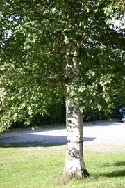 Der weiße Stamm verrät es schon von Weitem, dass hier eine Birke steht. Doch die weiße Rinde ist nicht das einzige Besondere an diesem Baum. Zum Beispiel treibt sie im Frühjahr als eine der ersten heimischen Bäume die Blätter aus und gilt daher als Sinnbild des Lebens.
