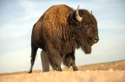 Um die 60 Millionen Bisons gab es in der amerikanischen Prärie einmal. Bis europäische Siedler kamen und sie nahezu ausrotteten.