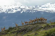 In Patagonien erobern Guanako-Herden Teile der Landschaft.