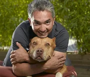 Cesar Millan, host of National Geographic Channel's Dog Whisperer.  cr: Mark Thiessen/National Geographic Channel      .