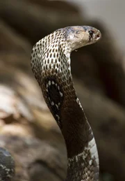 Ihr Biss ist todbringend, aber im Buddhismus wird sie verehrt - die Südasiatische Kobra.
