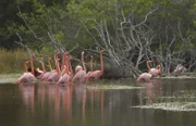 Der Kuba-Flamingo ist seinem Partner ein Leben lang treu.