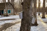 Überall in der Provinz Québec werden an Ahornbäumen kleine Zapfhähne montiert und Metalleimer aufgehängt. Dort sammelt sich im Frühjahr das Baumwasser, aus dem der Ahornsirup gekocht wird.