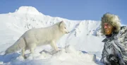 Freunde für kurze Zeit: Tierfilmer Asgeir Helgestad und ein Polarfuchs. Normalerweise halten die Tiere Abstand vom Menschen - doch hier siegt offenbar die Neugier.