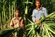 Muhammad Hashim und Neffe Mahmoud im Zuckerrohr.