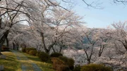 "Sakura" heißt die japanische Kirschblüte. Die Japaner feiern die alljährliche Kirschblütenzeit mit Picknicks und Festen.
