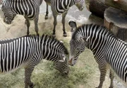 Zebras auf der Savanne des Leipziger Zoos.